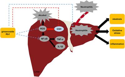 Ginsenoside Rb1 Alleviates Alcohol-Induced Liver Injury by Inhibiting Steatosis, Oxidative Stress, and Inflammation